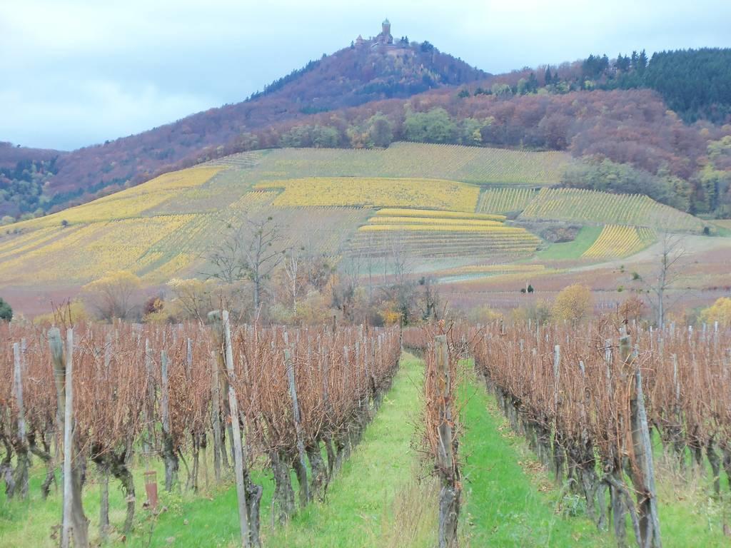Apartment Route Du Vin Centre Alsace Orschwiller Zimmer foto